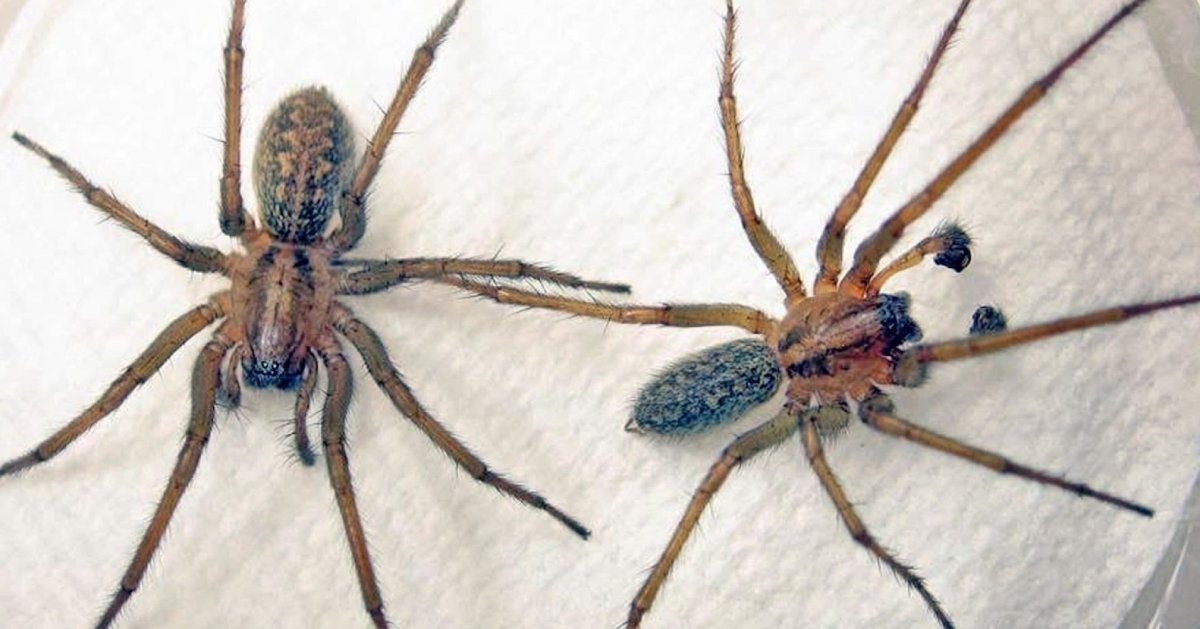 Домовой паук Tegenaria Agrestis