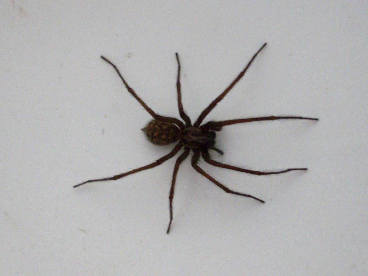Домовой паук Tegenaria domestica