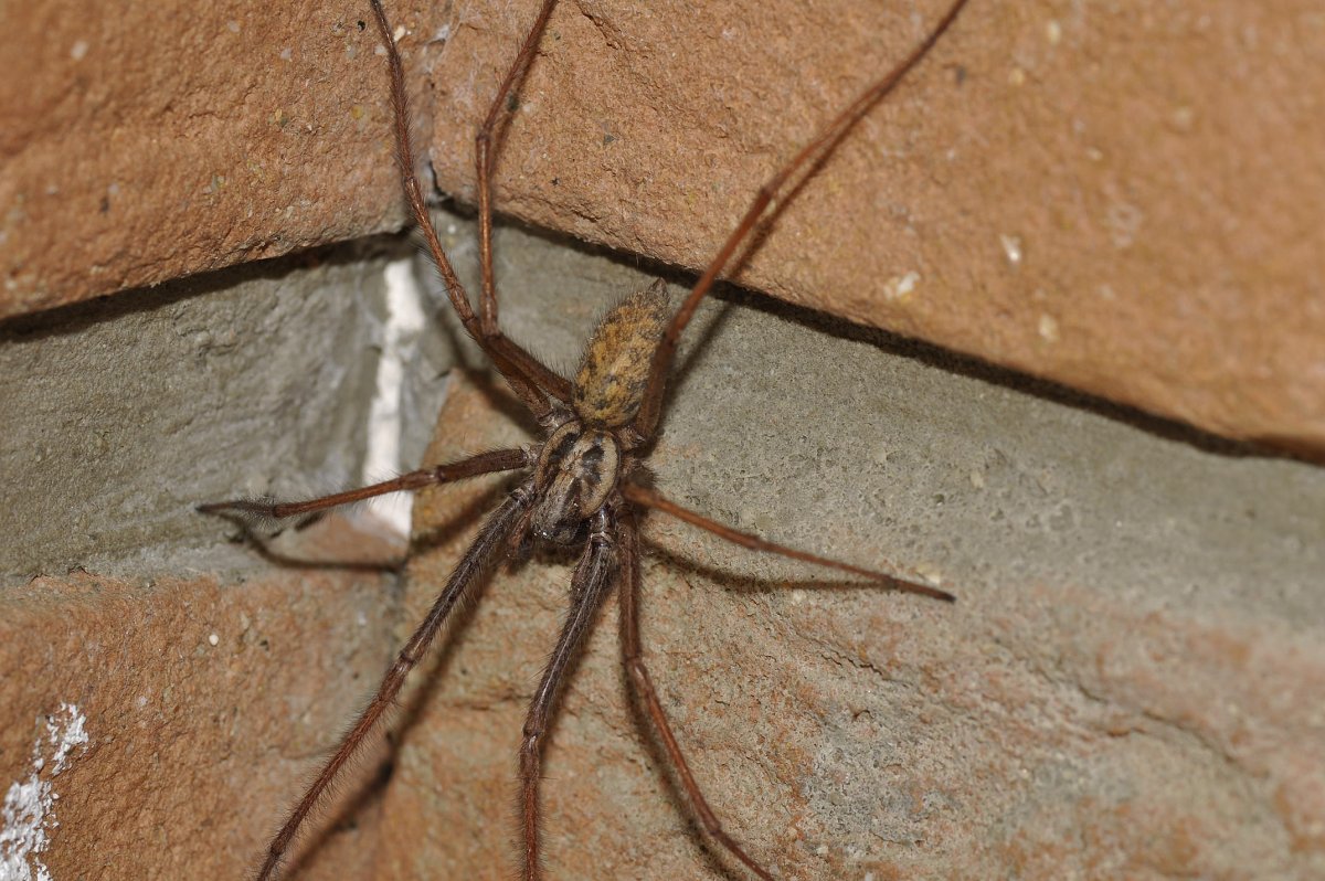 Домовый паук Tegenaria domestica