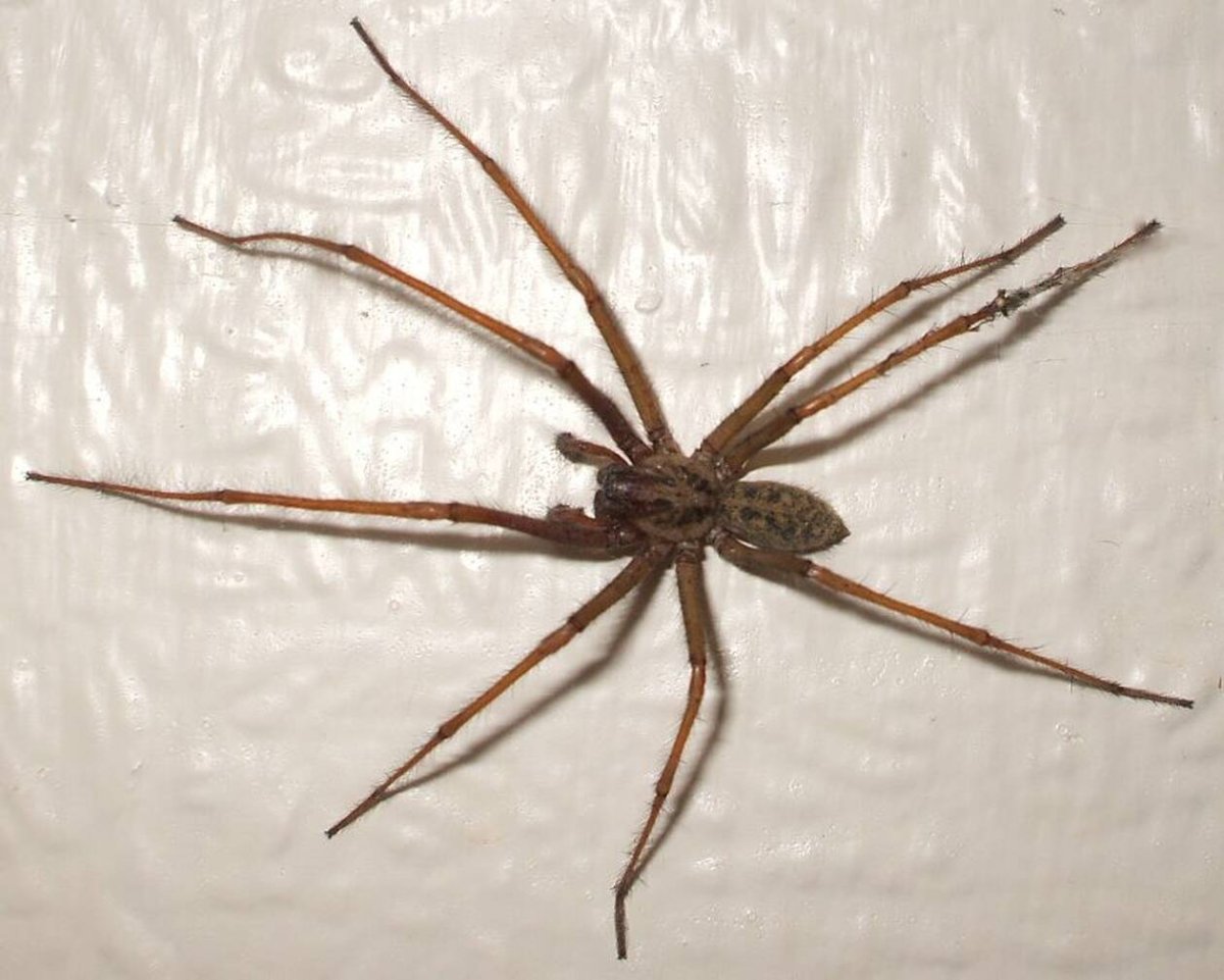 Домовый паук Tegenaria domestica