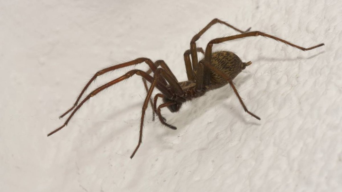 Паук на немецком