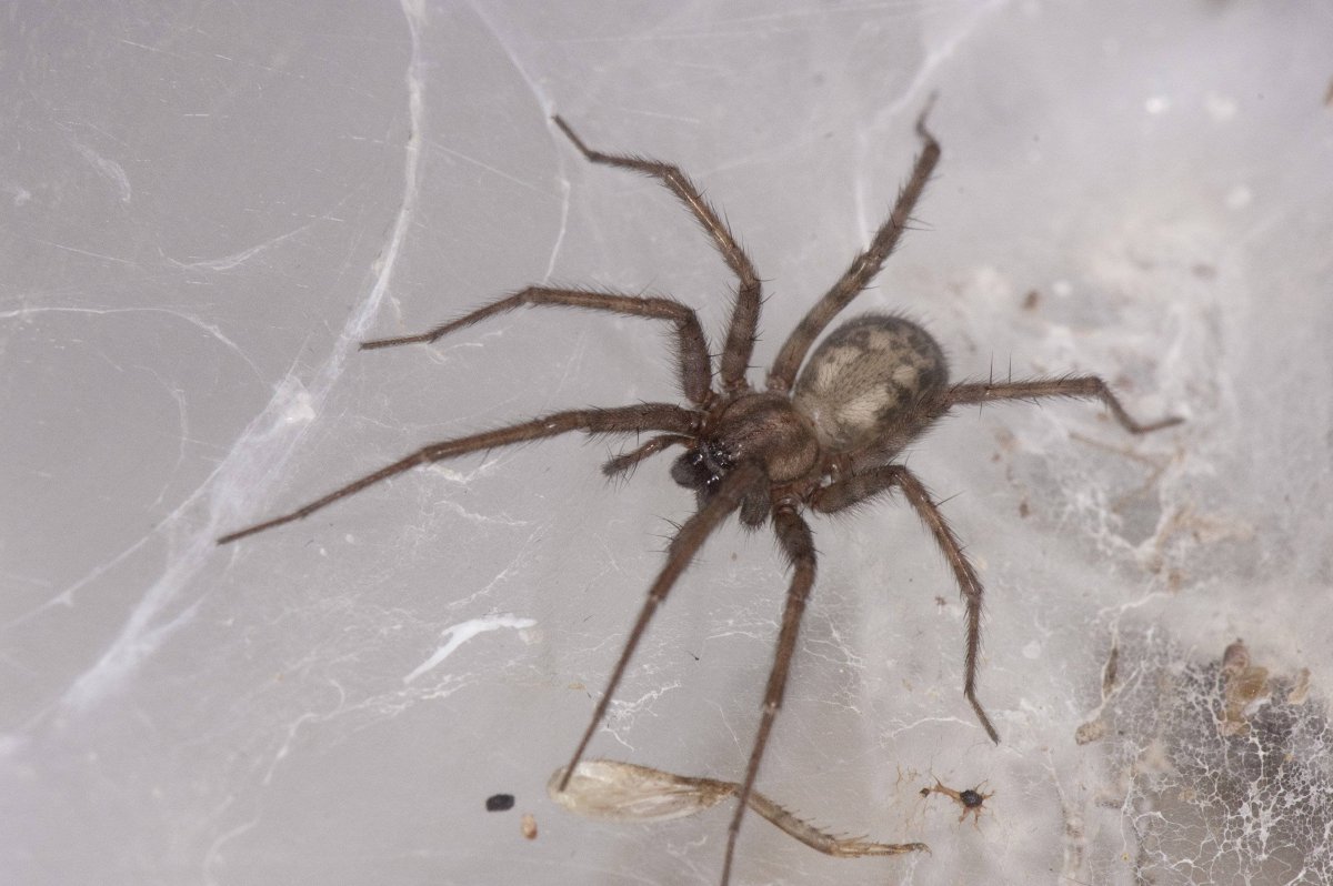 Домовой паук Tegenaria Agrestis