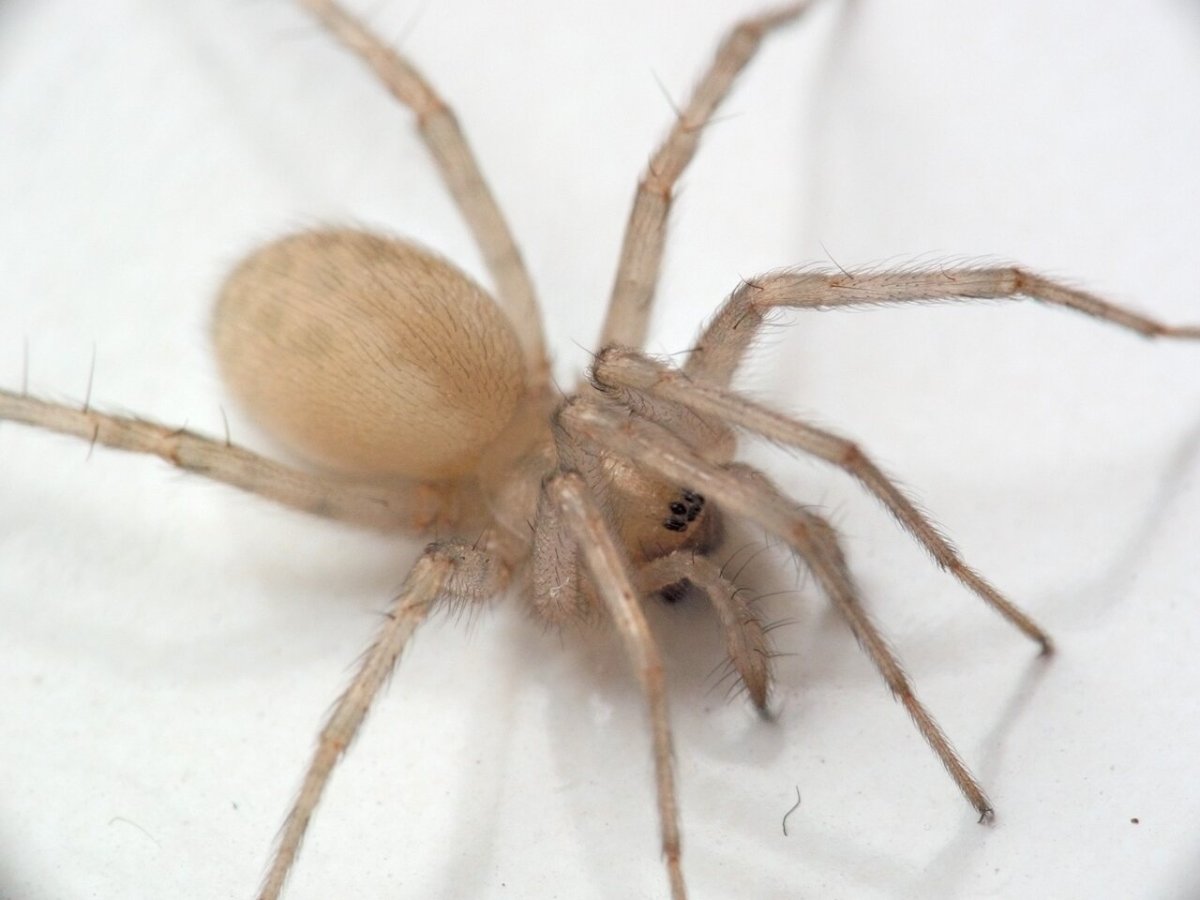 Tegenaria abchasica Charitonov