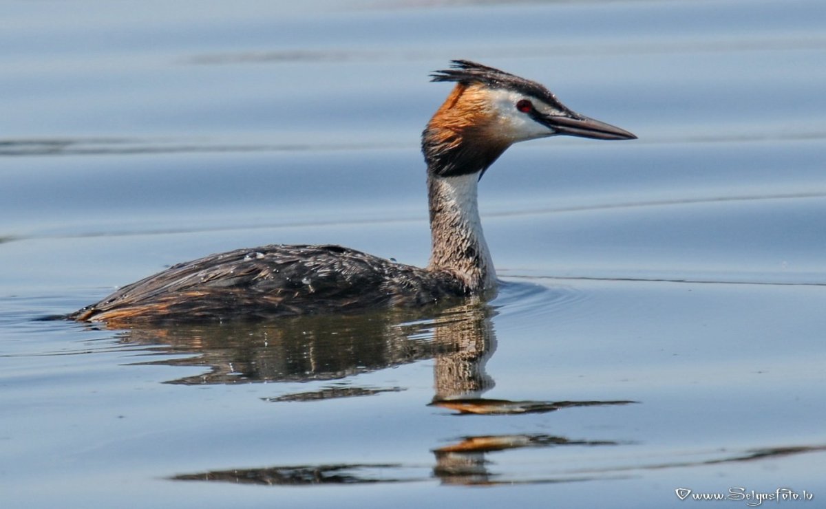 Птица чомга нырок