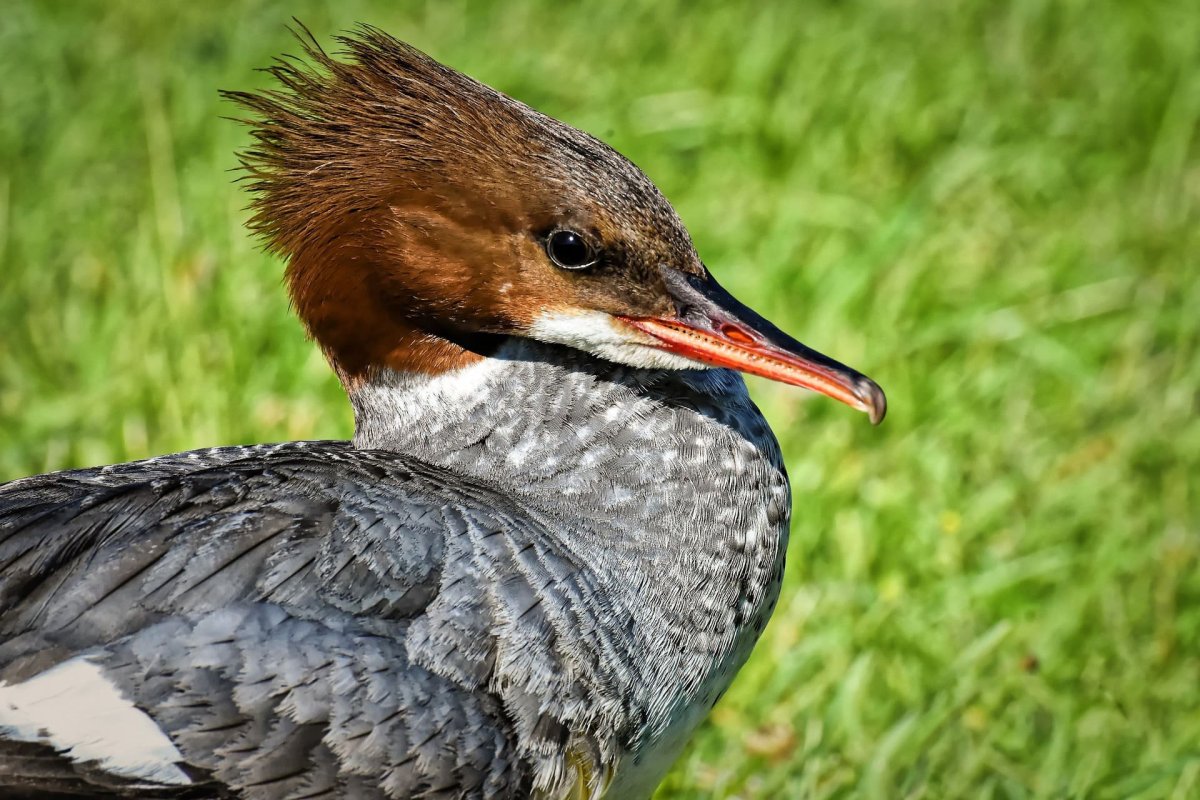 Нырок крохаль