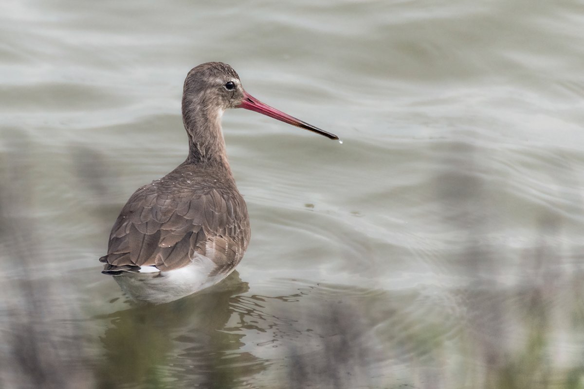 Болотный Кулик самка