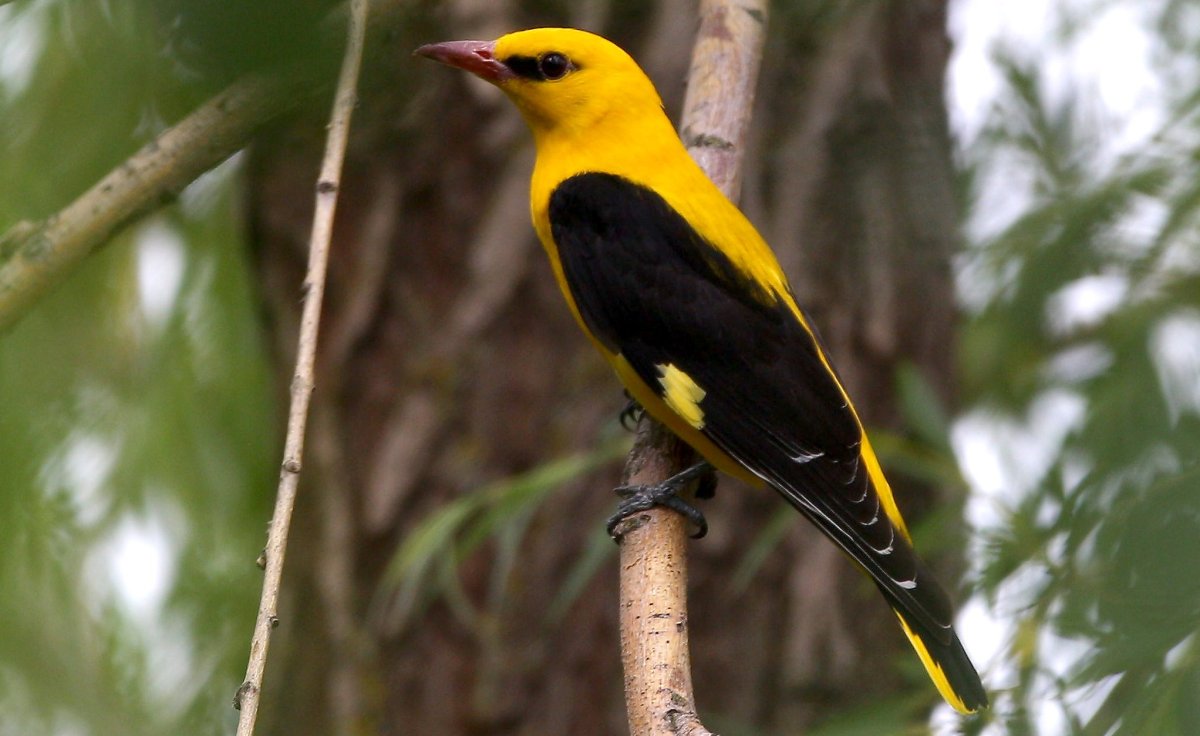 Обыкновенная Иволга