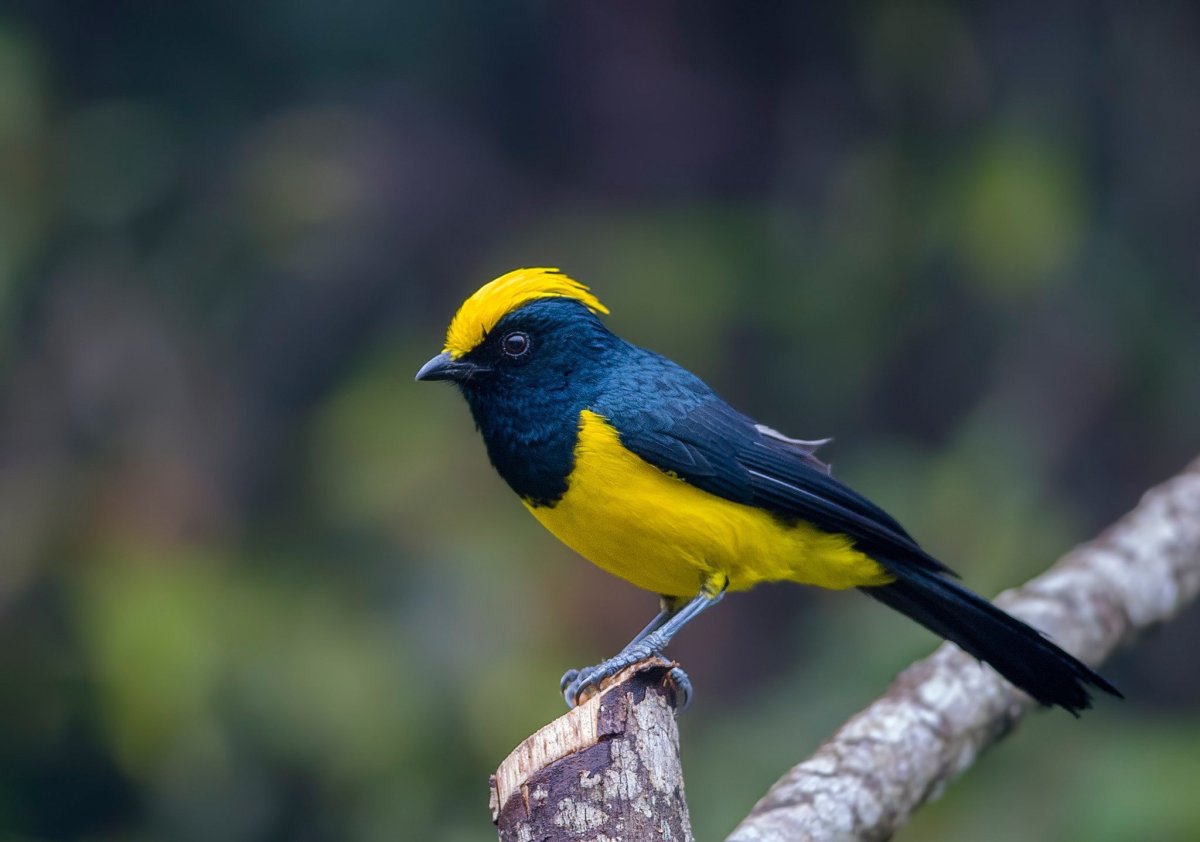 Толстоклювая эуфония