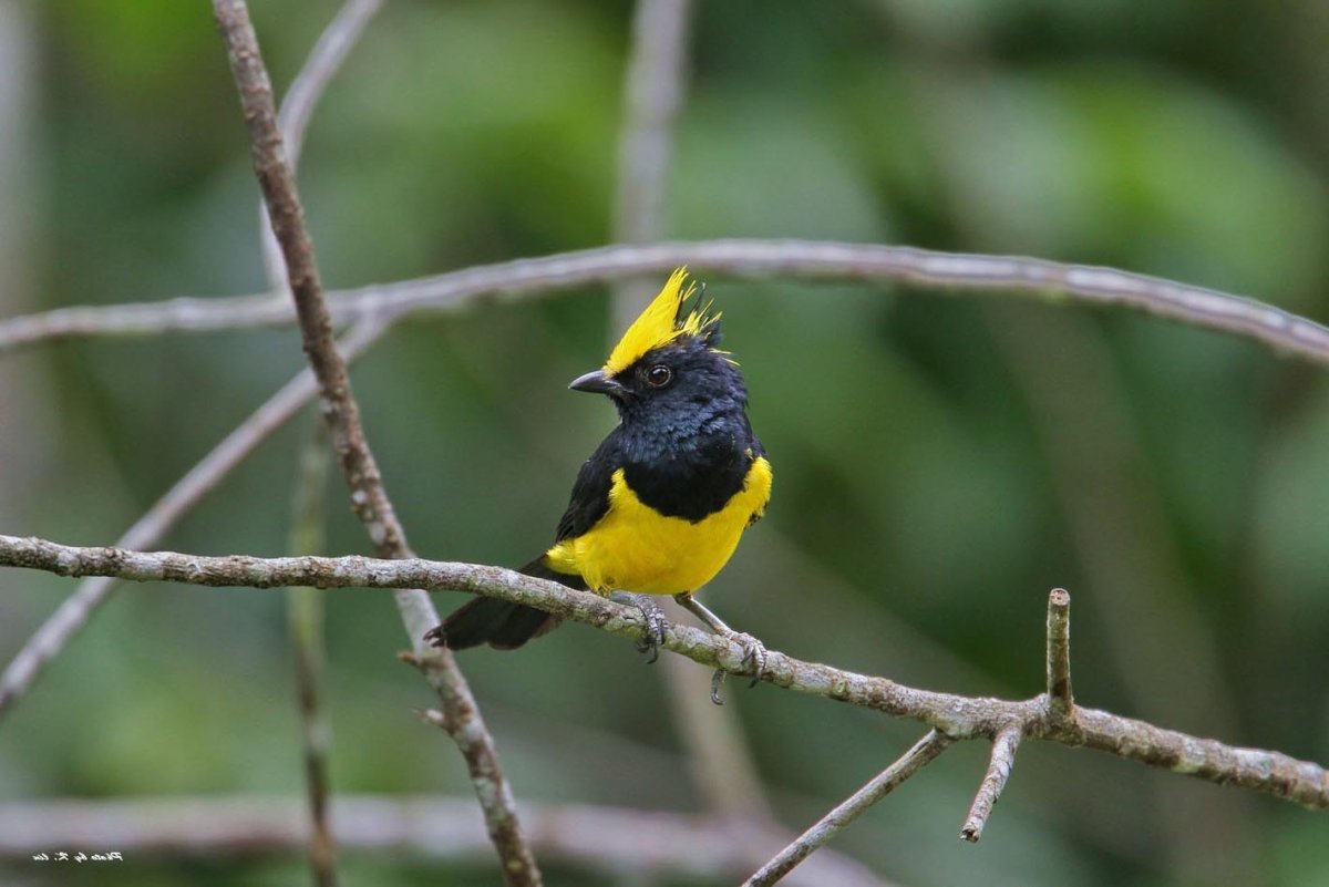Гималайская синица