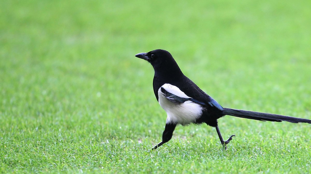 Сорока прыгает