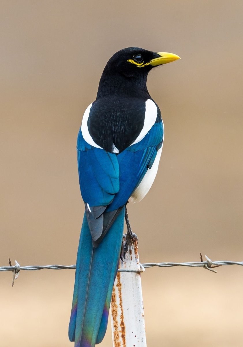 Разноцветная сорока