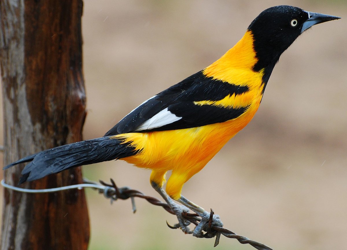 Желтая сорока