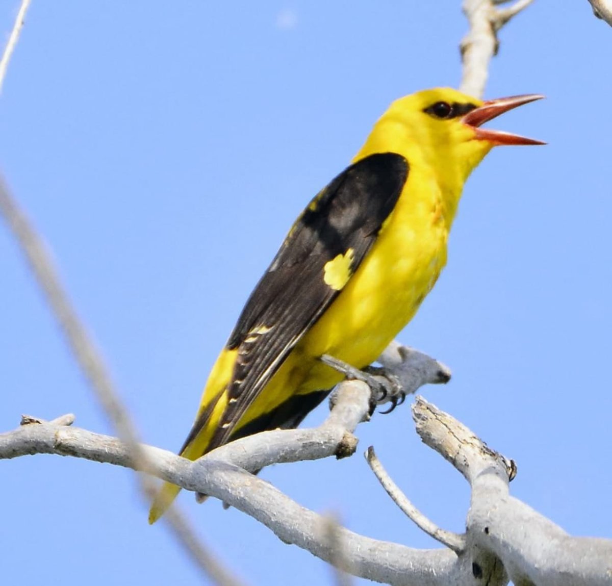 Иволга - Oriolus Oriolus