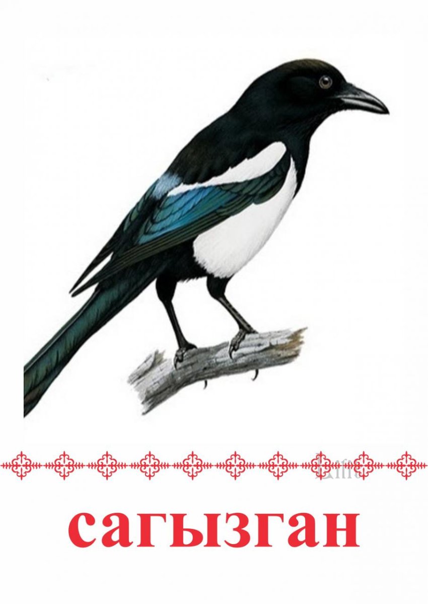 Сорока для детей