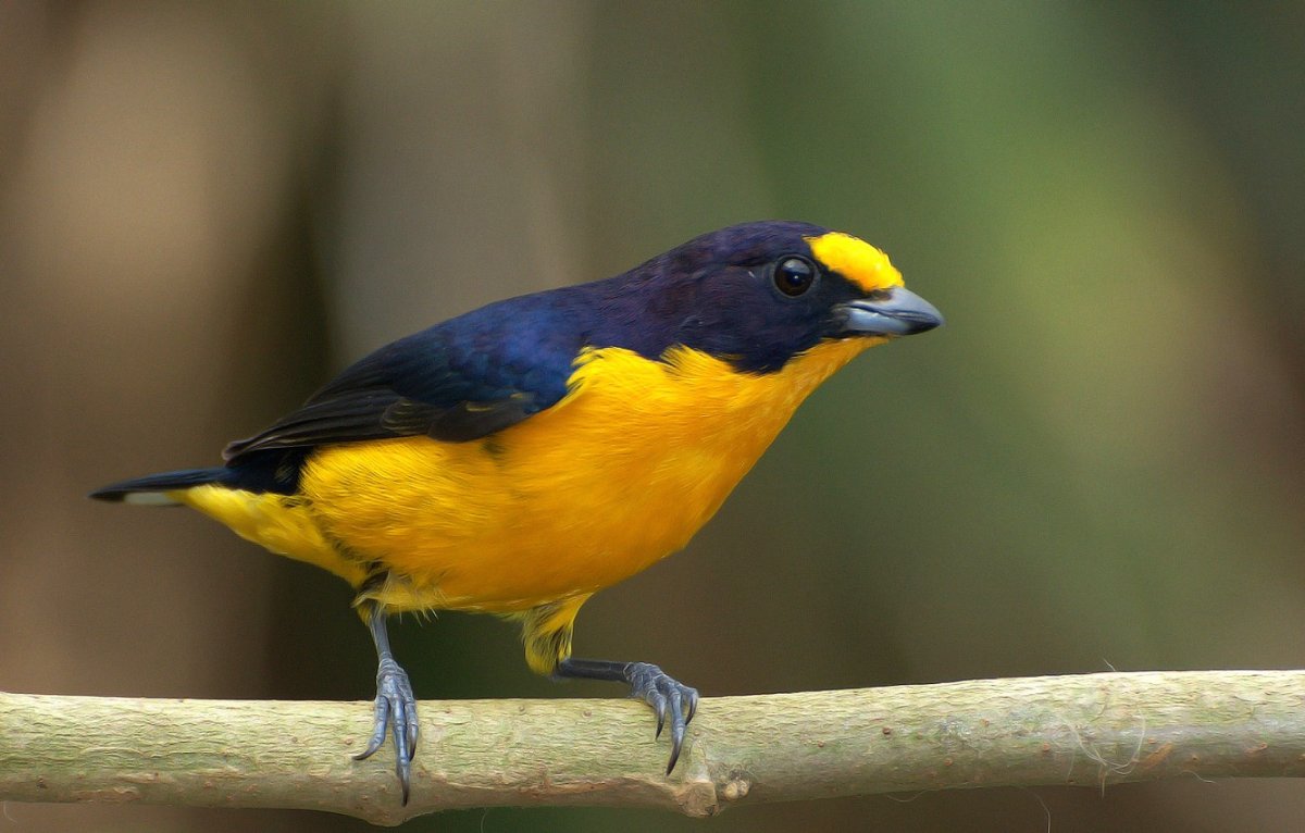 Желтая птица