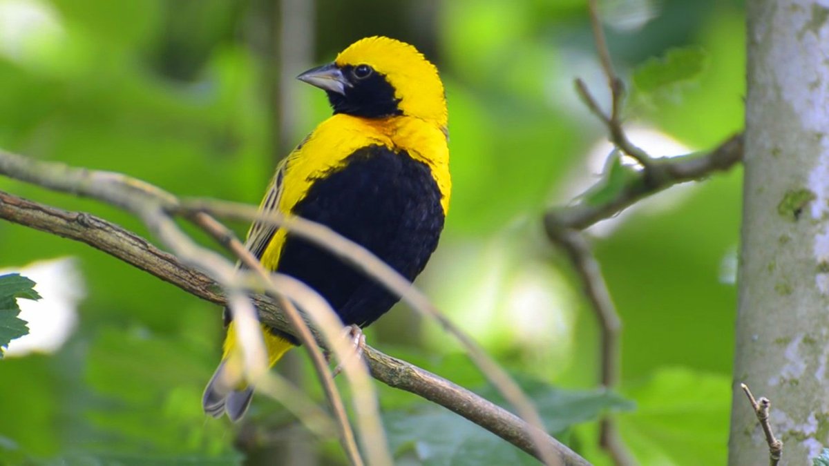 Желто черная птица 3 буквы