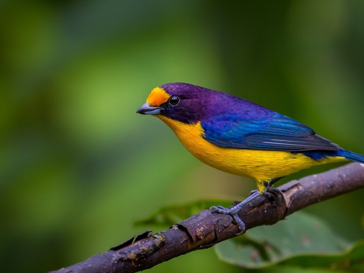 Птица с желтой спинкой