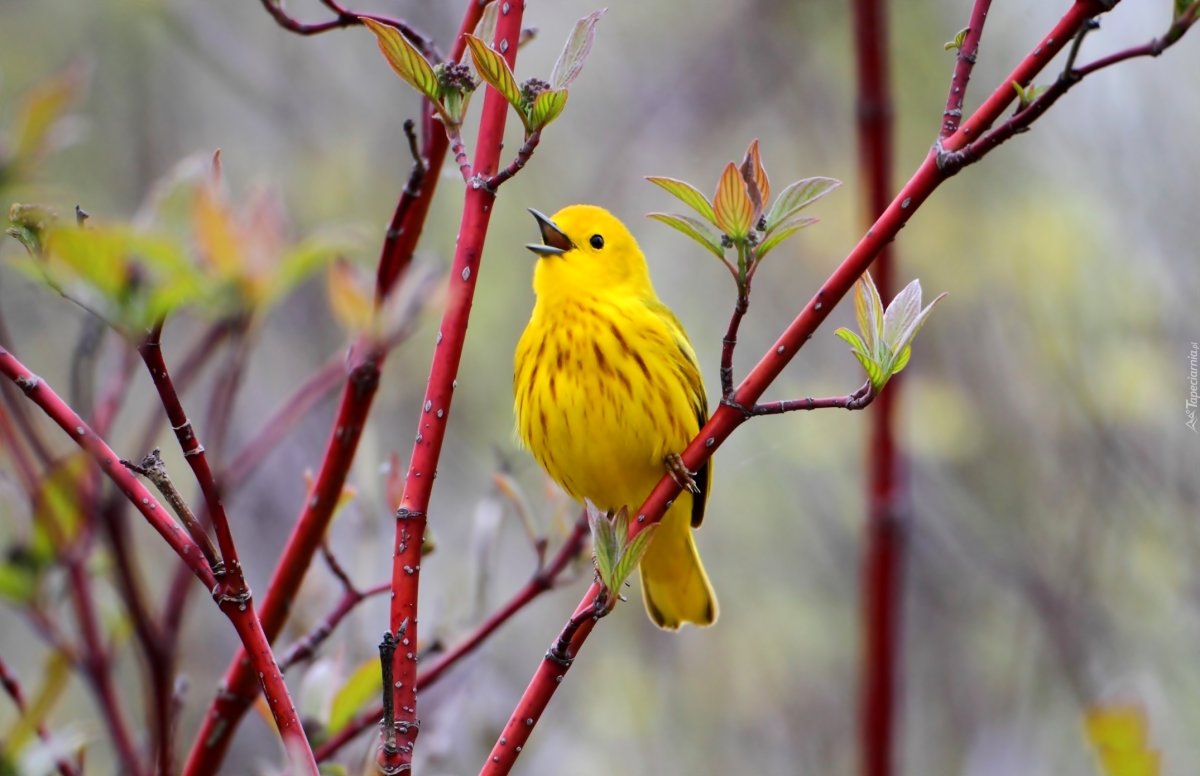 Yellow Warbler птица