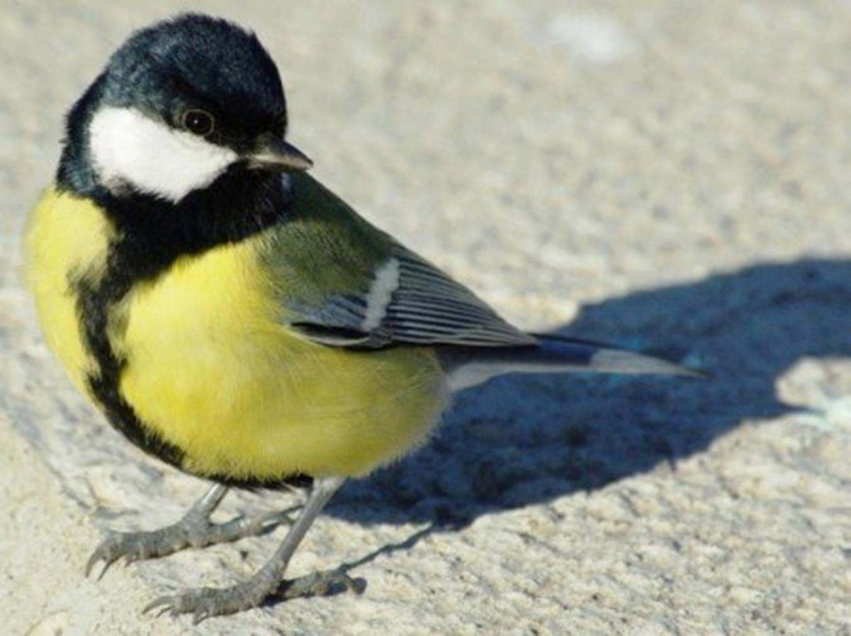 Синица с желтой грудкой