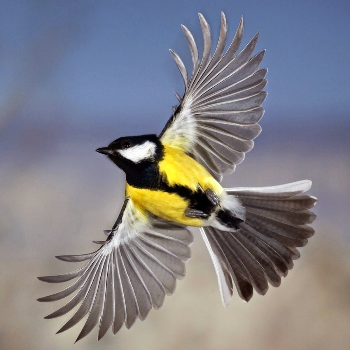 Синица желтогрудая