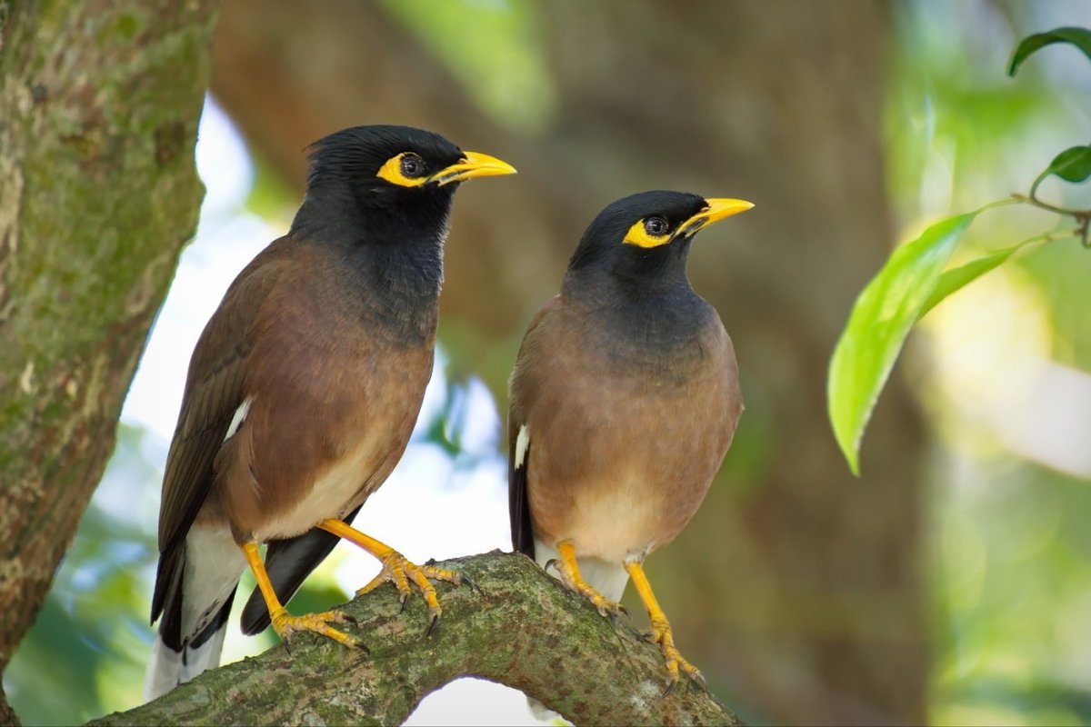 Майна обыкновенная (common Myna).