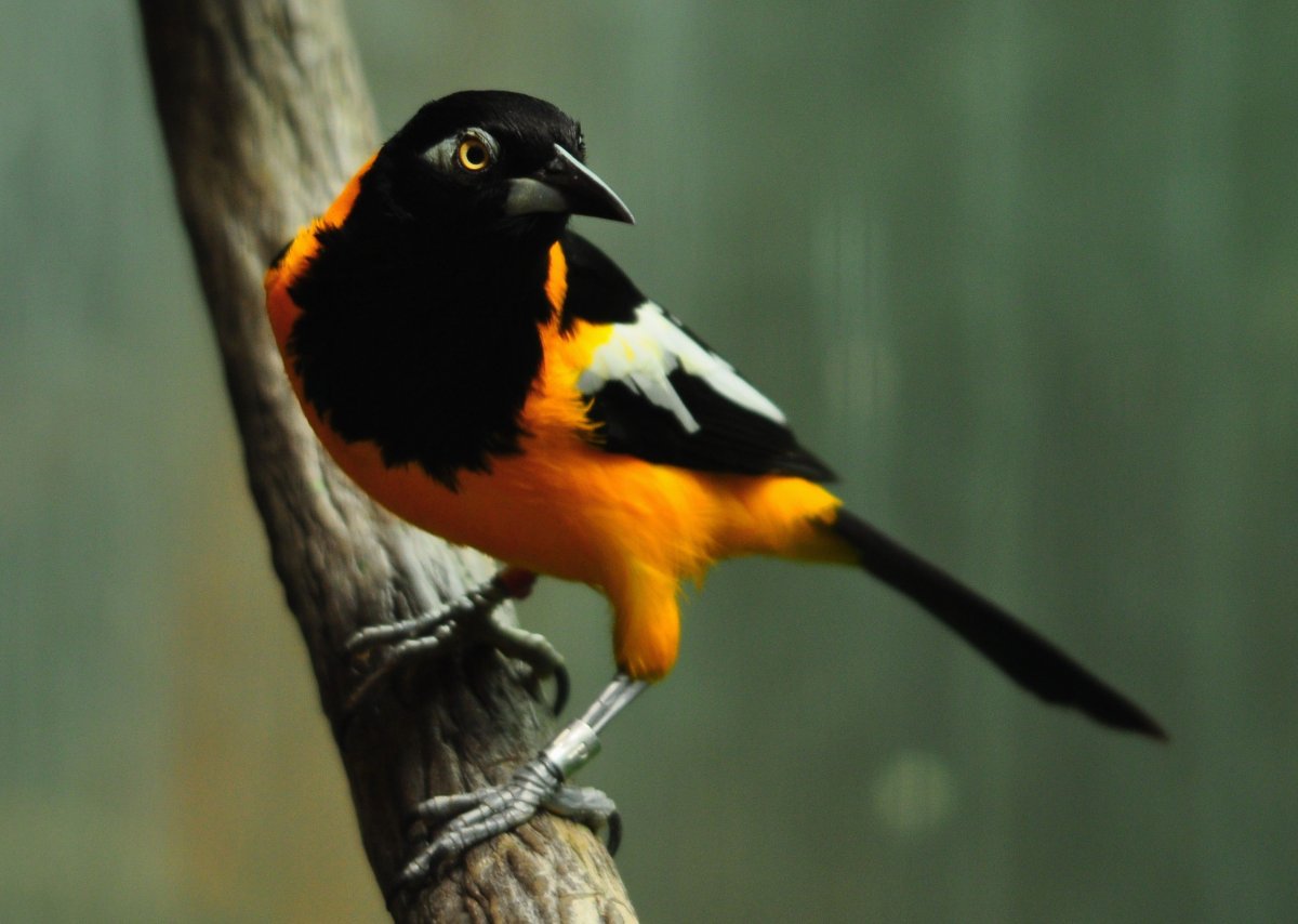 Венесуэльский трупиал