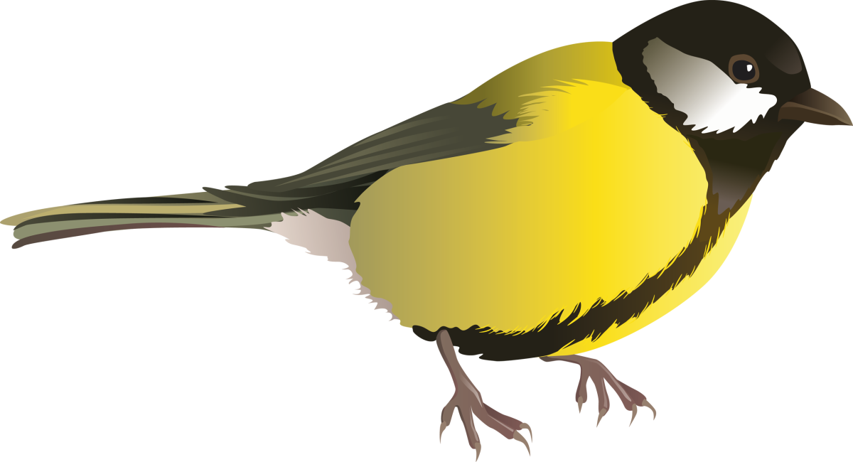 Синица на белом фоне