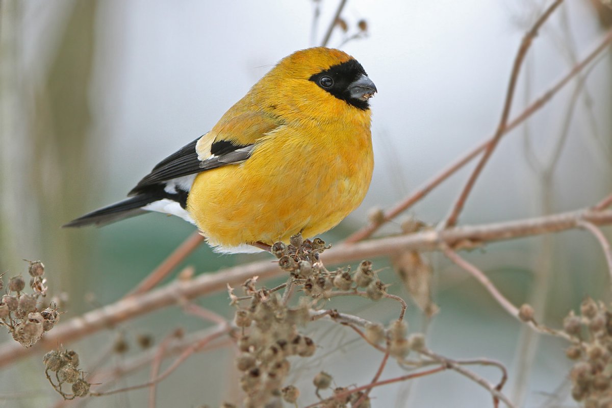 Желтоспинный Снегирь