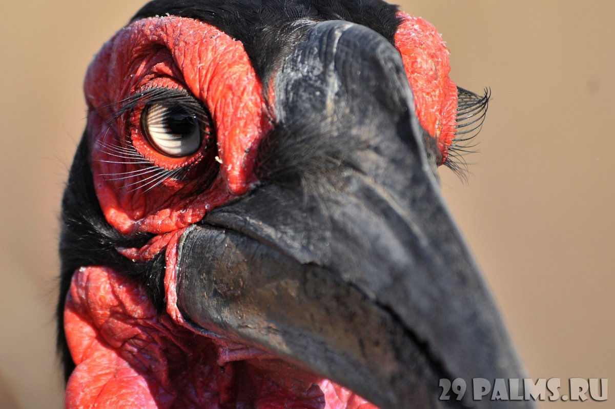 Кафрский (Южный) рогатый ворон