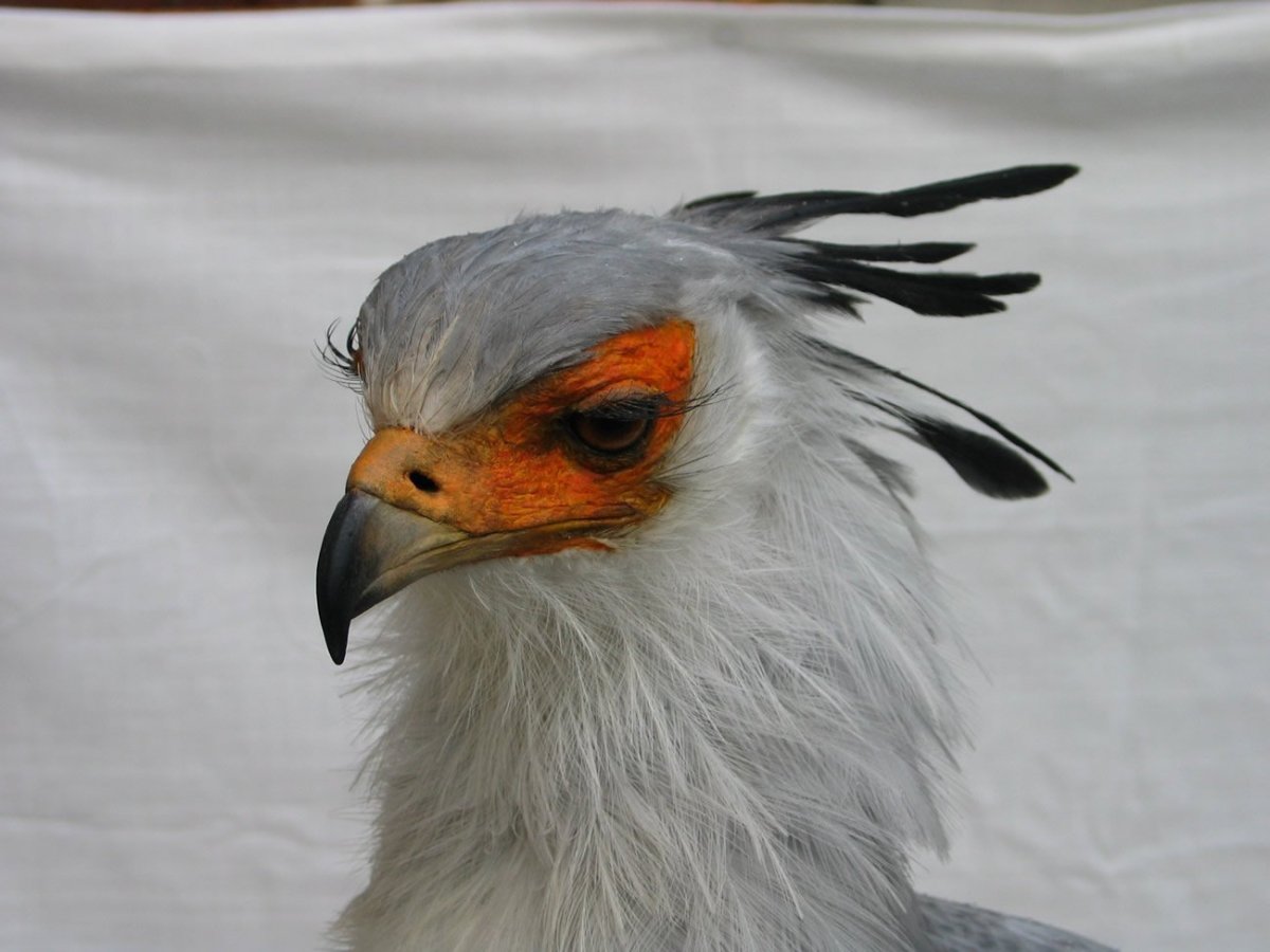 Птица секретарь