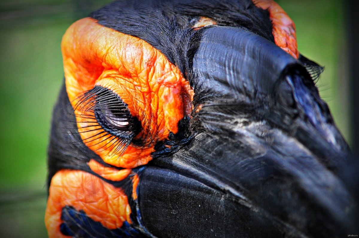 Кафрский рогатый ворон ресницы