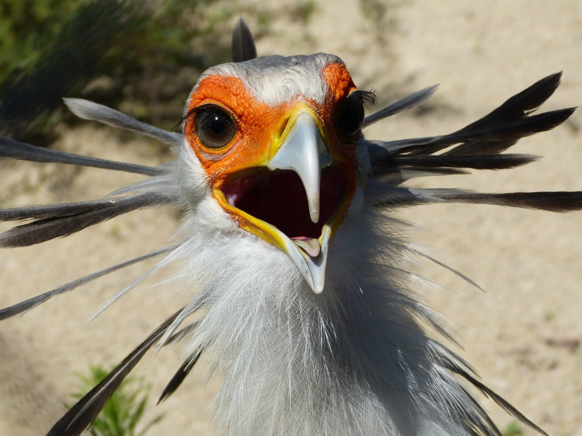 Птица секретарь Морад