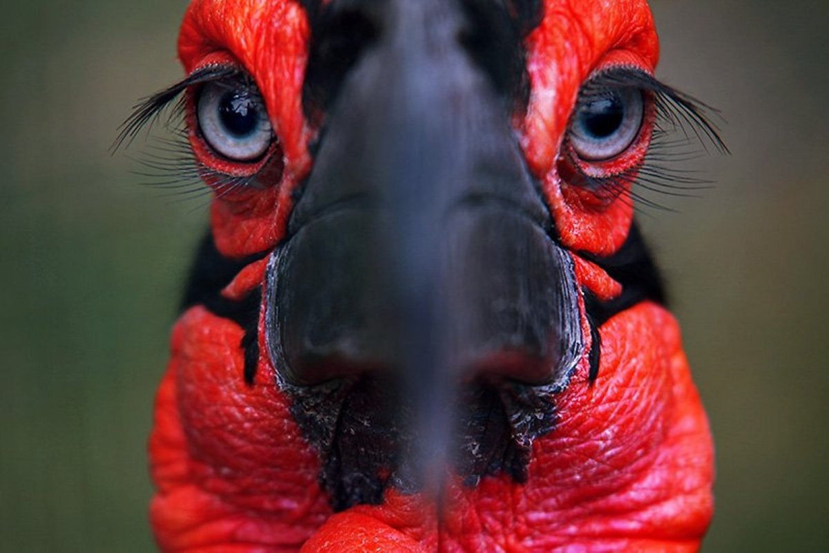 Кафрский ворон реснички