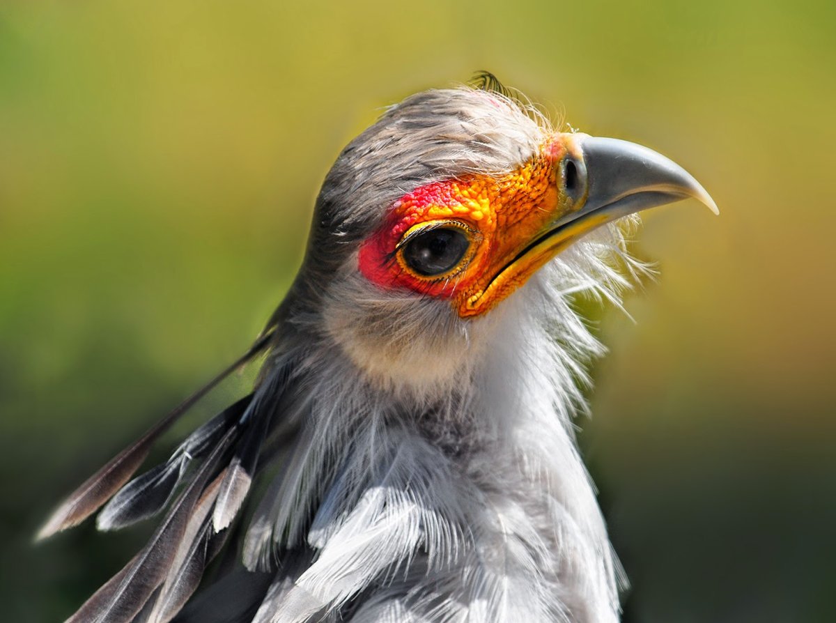 Птица секретарь самка