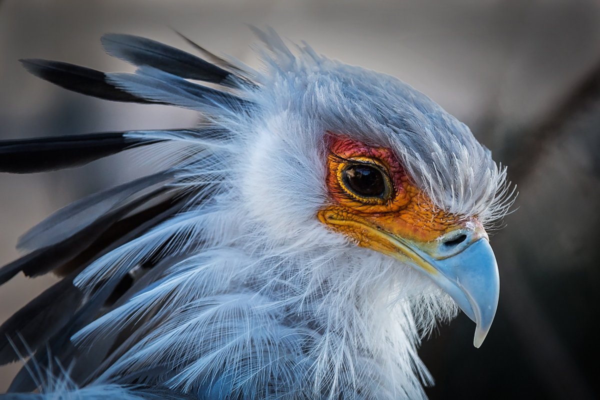 Птица секретарь птенцы