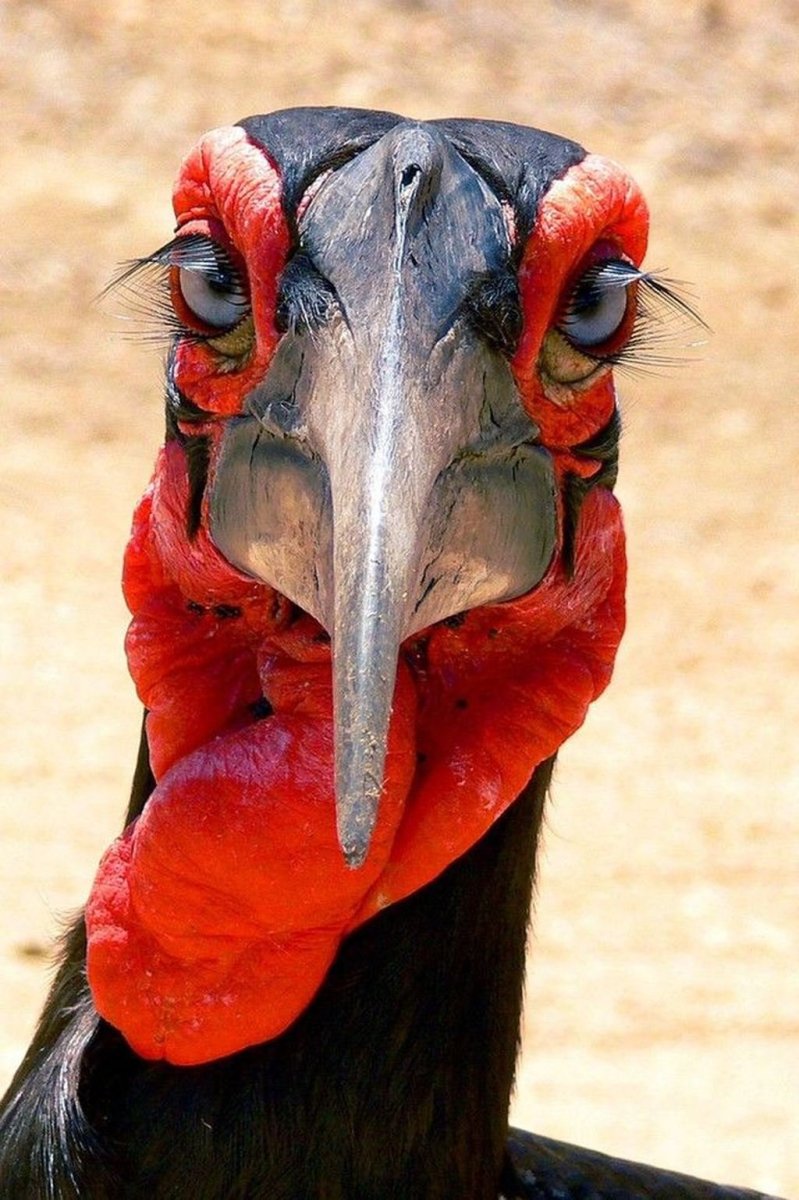 Кафрский рогатый