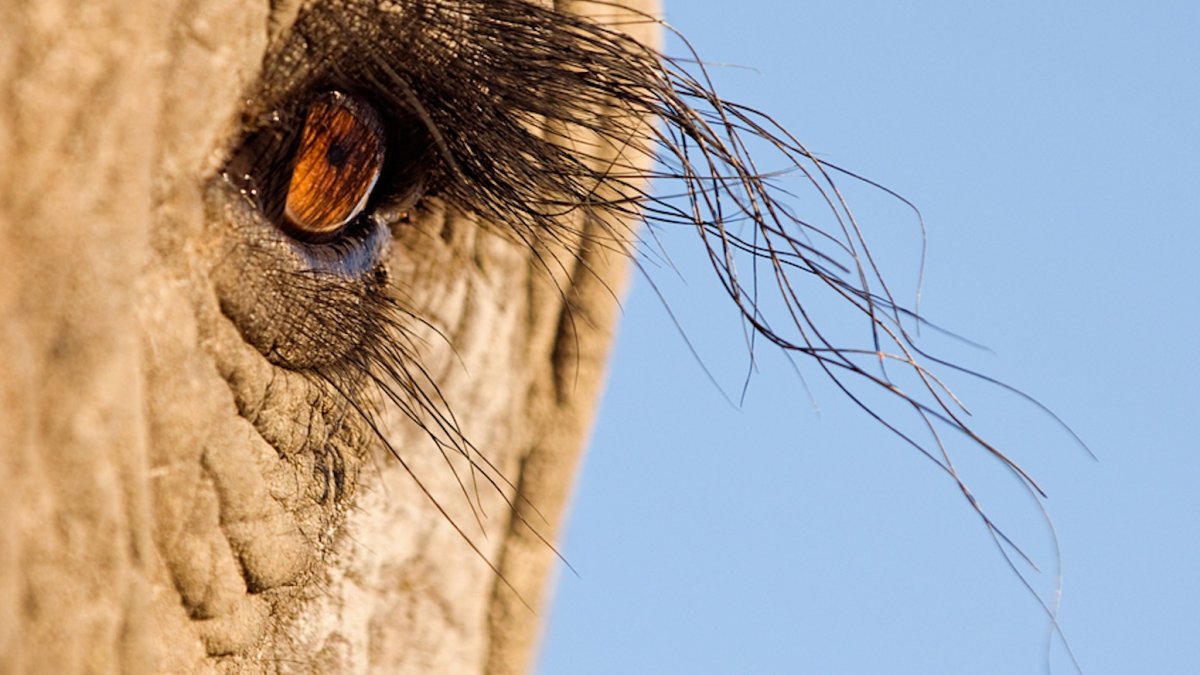 Животны с необыного ракурсов