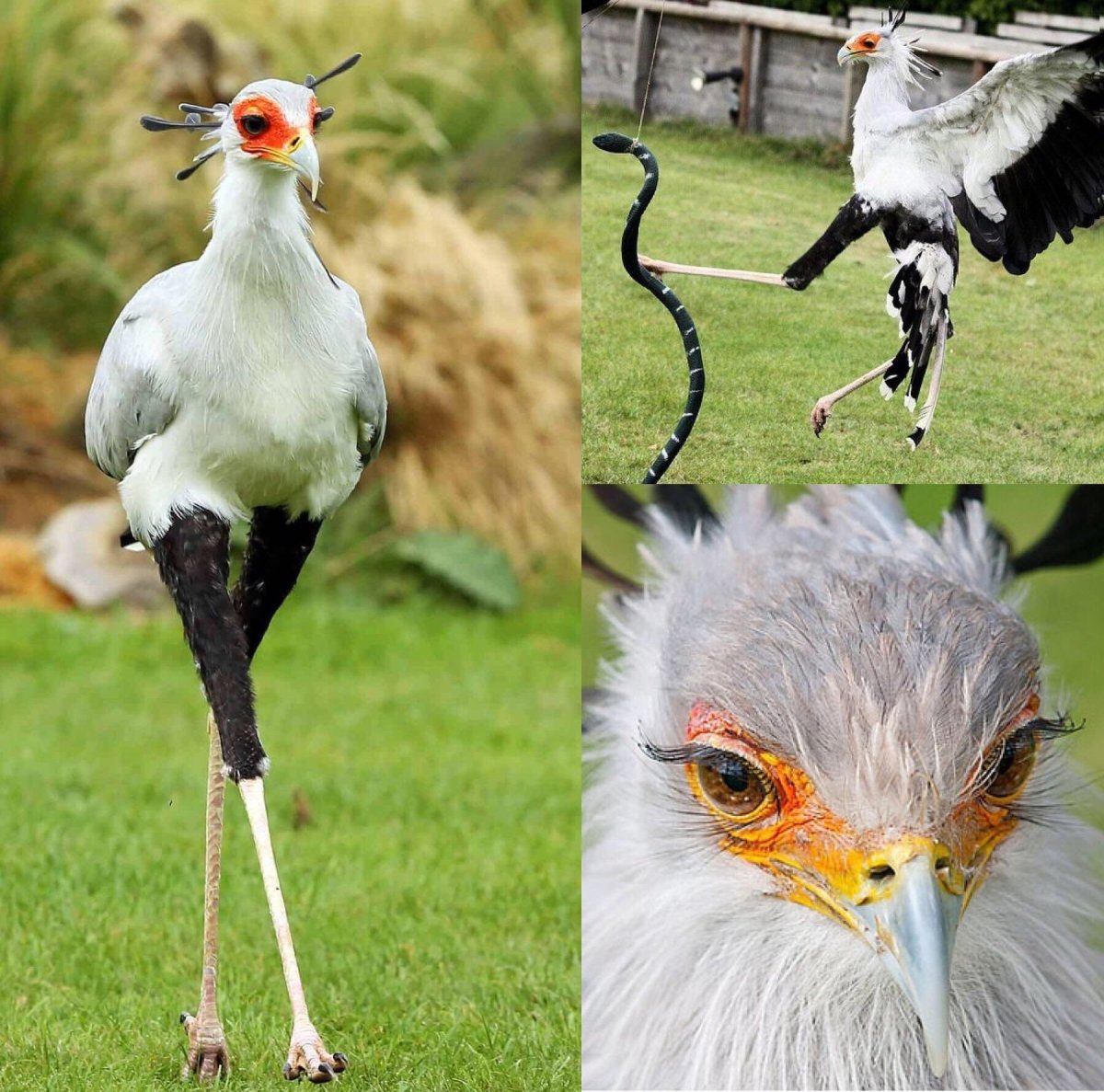 Птица секретарь и Кобра