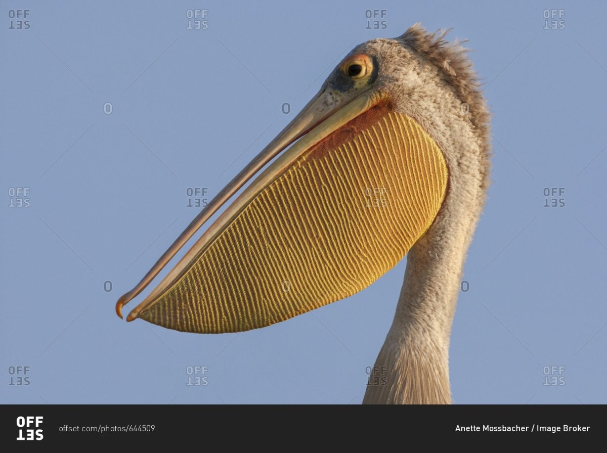 Птица с клювом пеликана