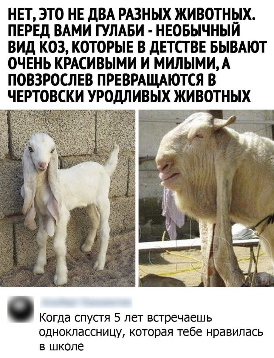 Козы гулаби в детстве