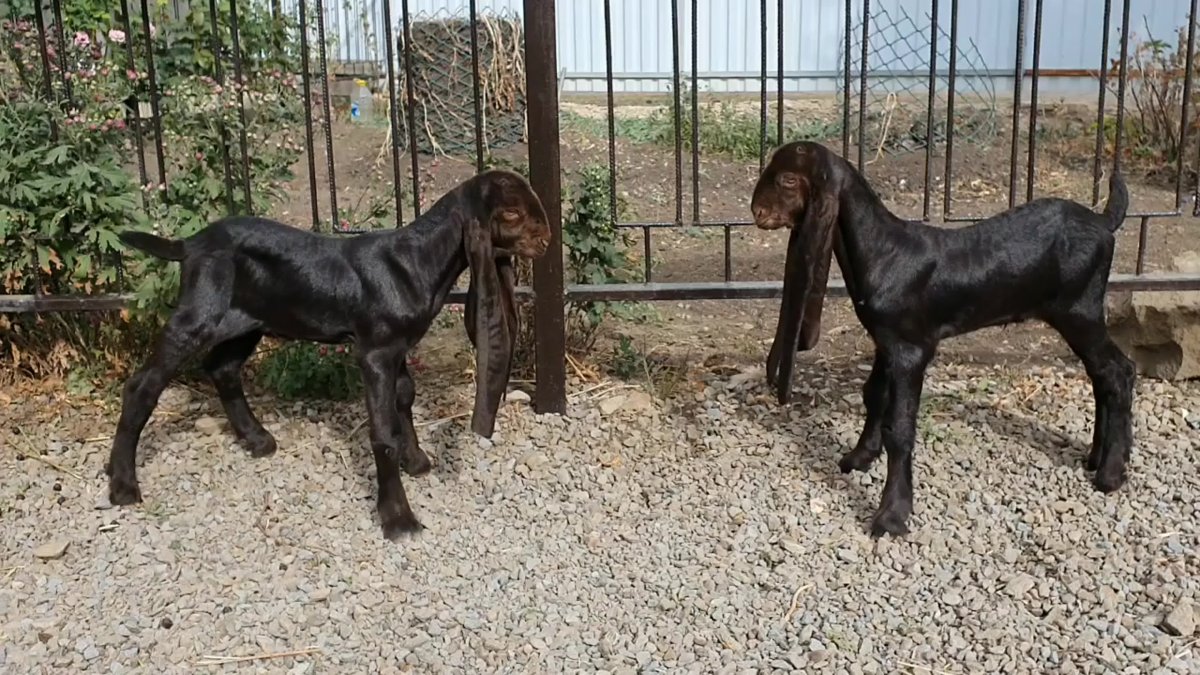 Козы Камори в Екатеринбурге