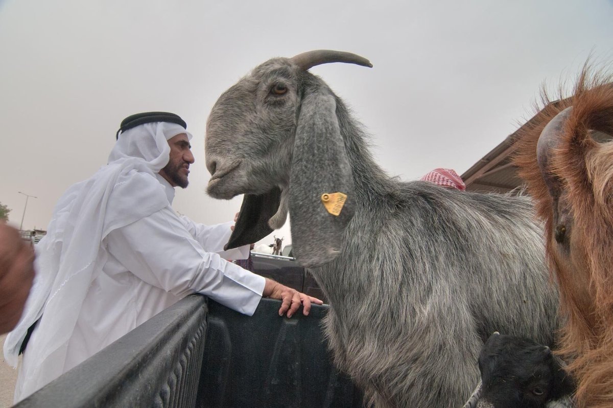 Козел породы Шами