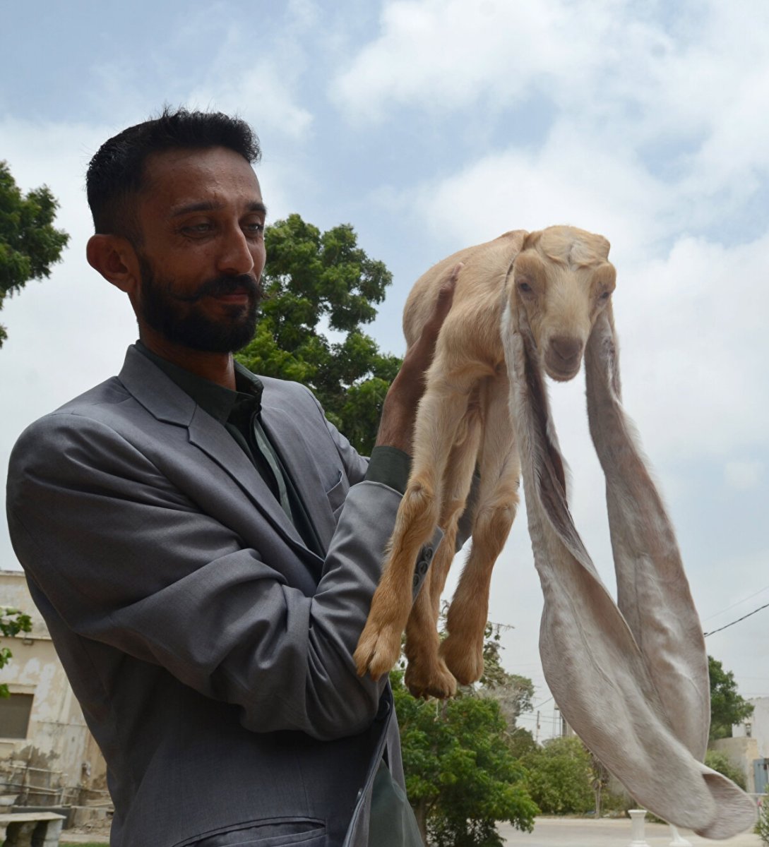 Пакистанские козы