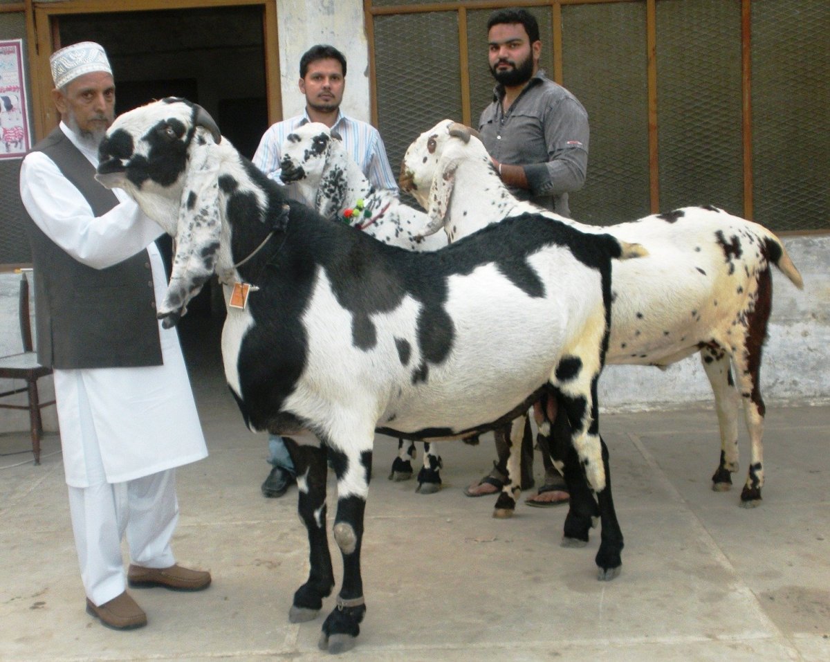 Козы породы Камори