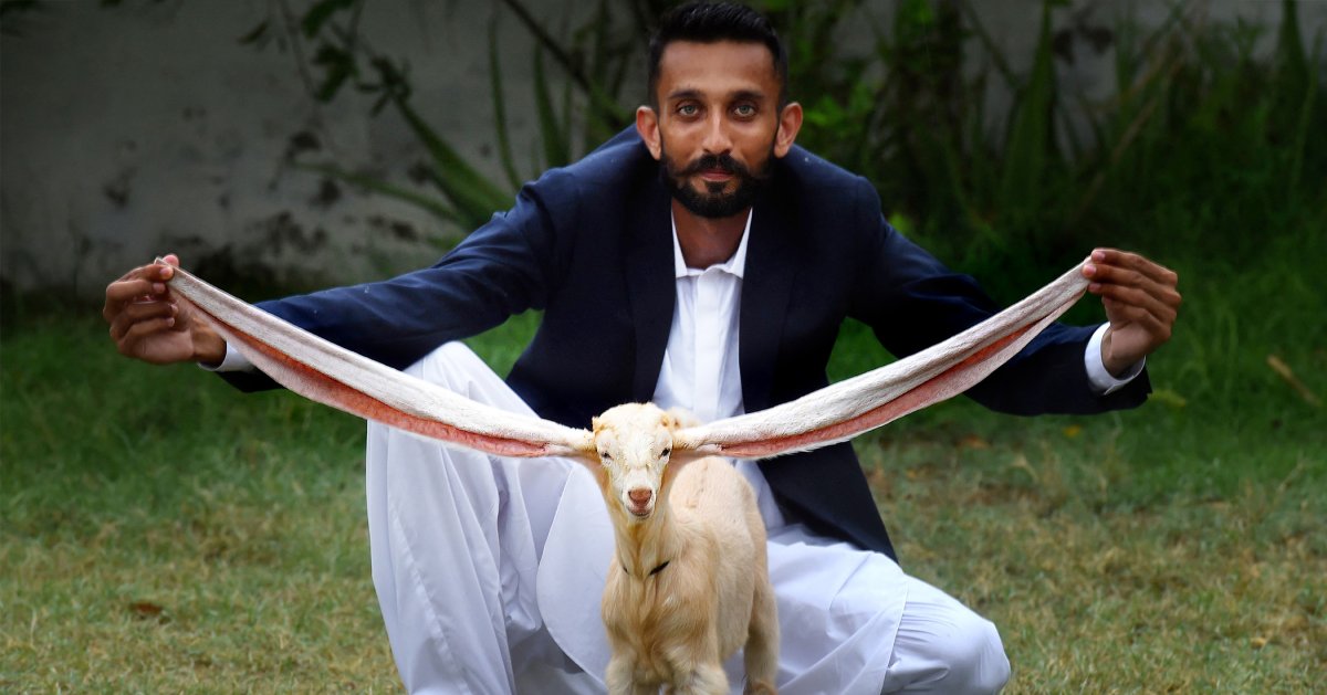 В Пакистане родился козлёнок с длинными ушами