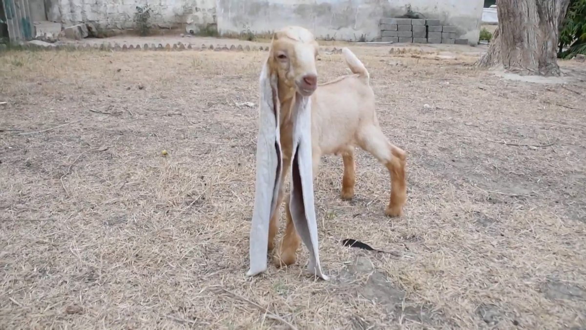 Родился козленок с длинными ушами