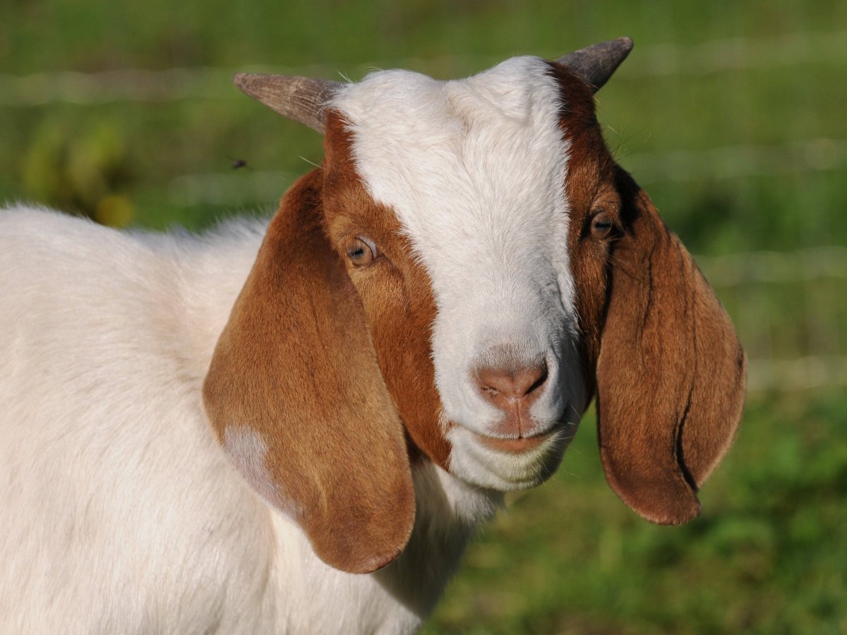 Бурская порода коз