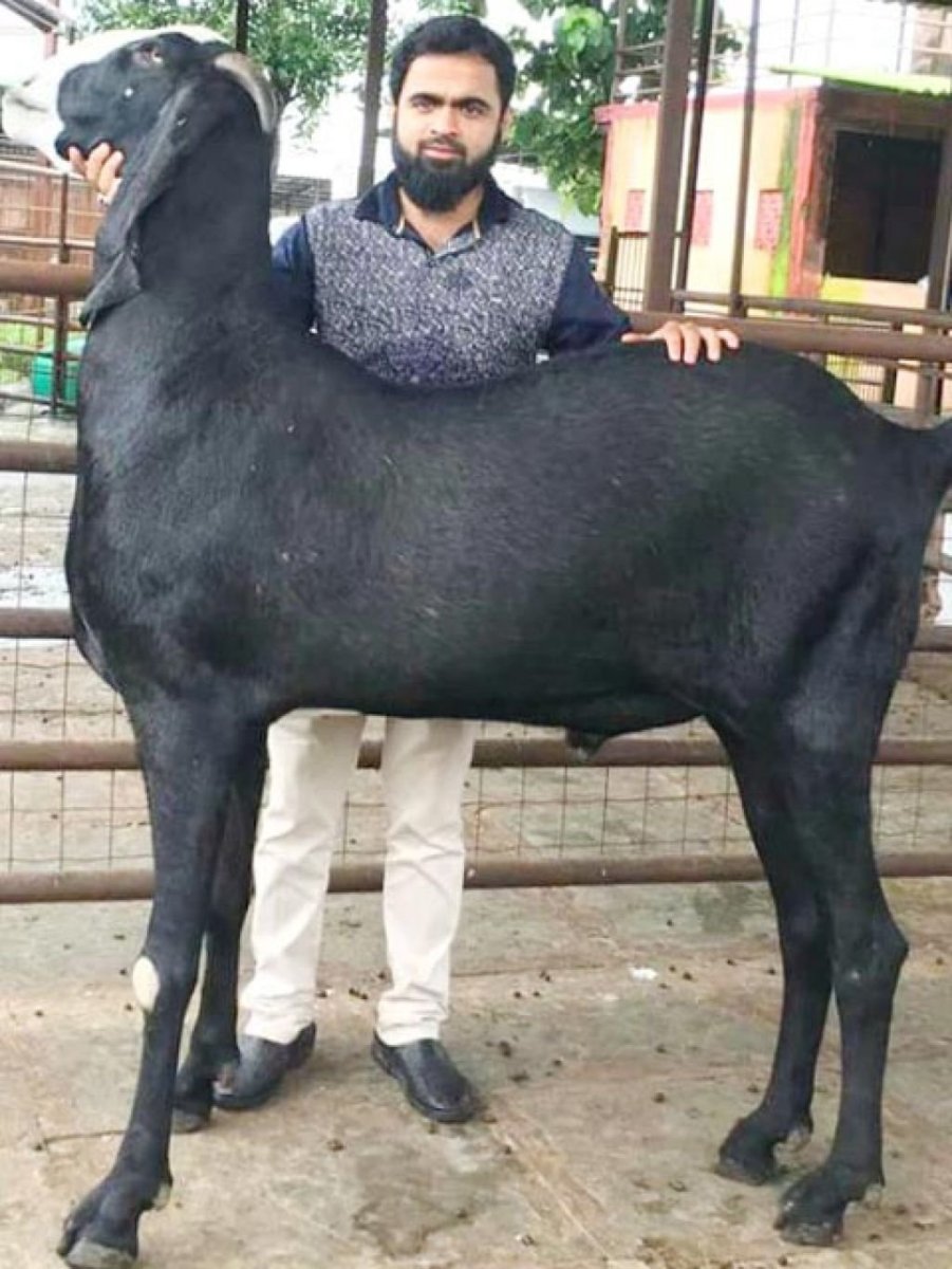 Козы породы Камори