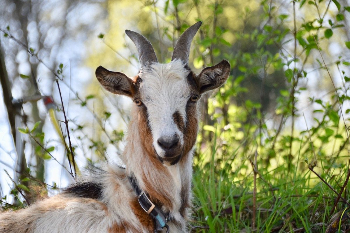 Длинноухие козы