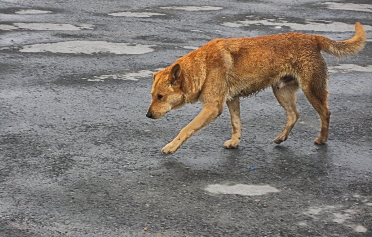 Собака идет